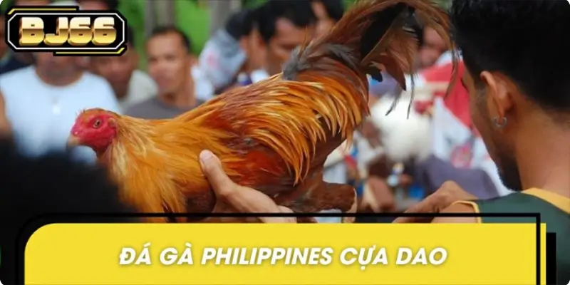 Đá gà Philippines cựa dao