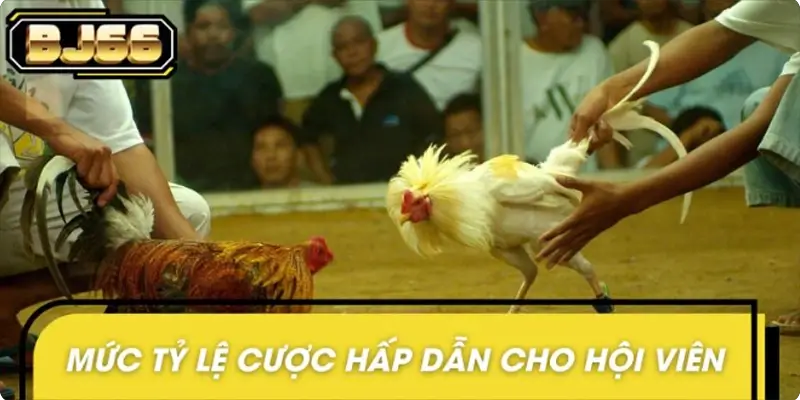 Hệ thống cập nhật và tỷ lệ thưởng cao