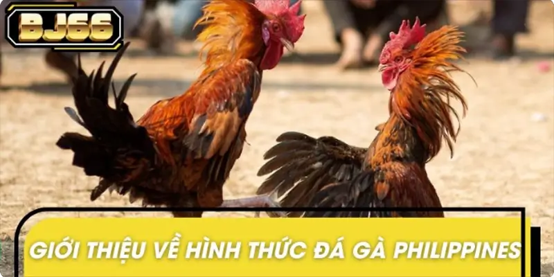 Khái quát nhanh thông tin về đá gà Philippines
