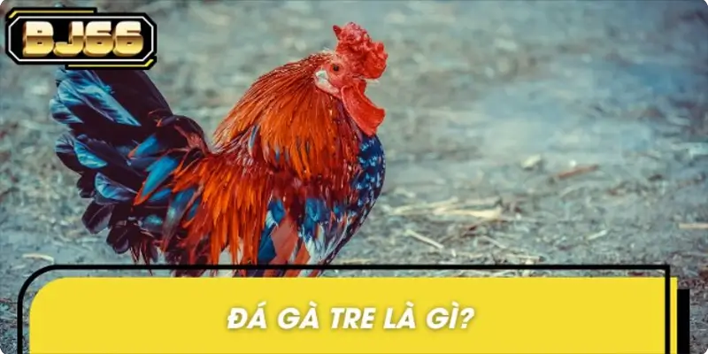 Khái quát nhanh thông tin về đá gà tre