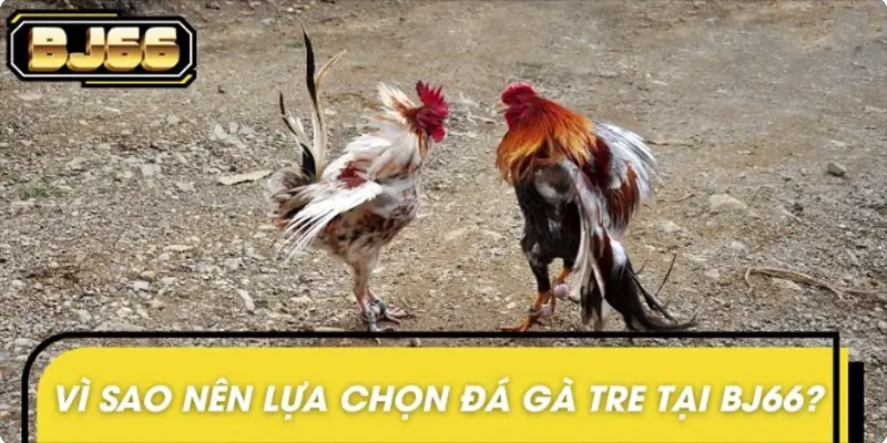 Lý do nên tham gia đá gà tre tại nhà cái BJ66