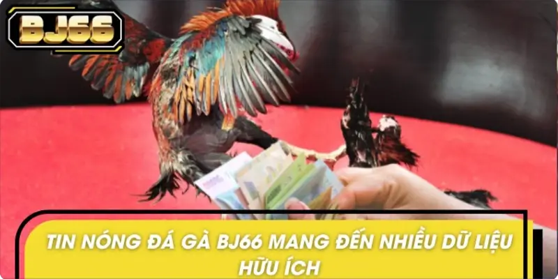 Tin nóng đá gà BJ66 có gì hấp dẫn với hội viên?