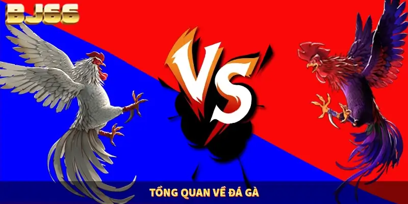 Tổng quan về đá gà