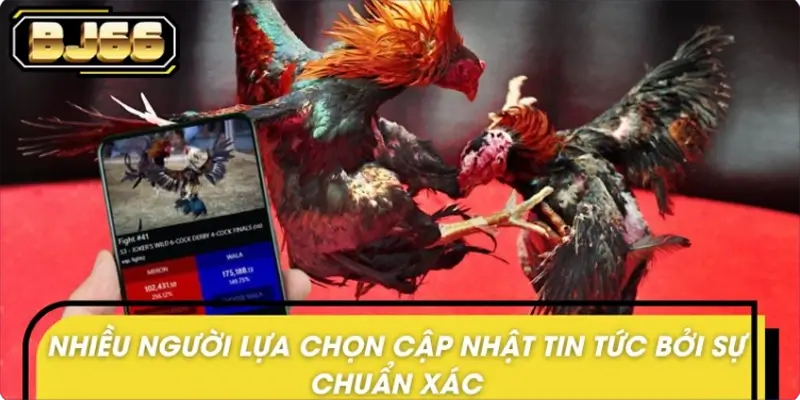 Vì sao tin nóng đá gà BJ66 được cộng đồng yêu thích?